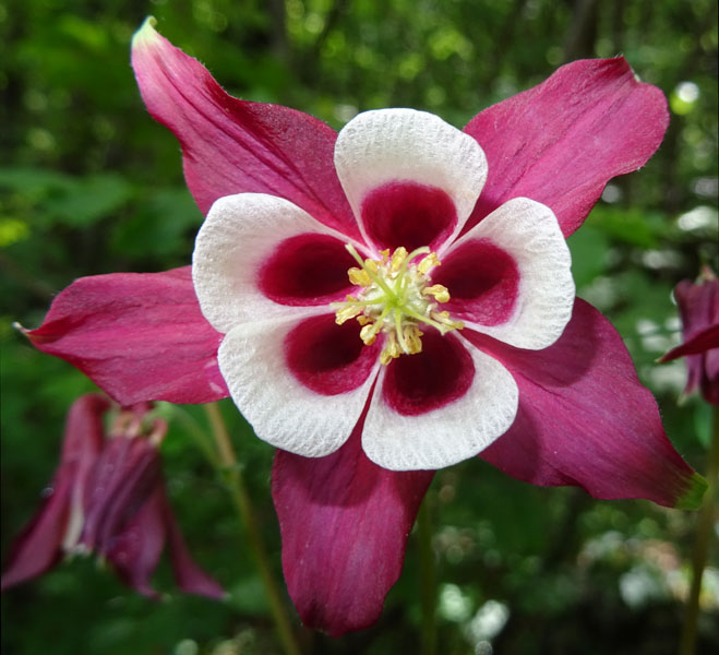 Aquilegia caerulea ''Rotstern''
